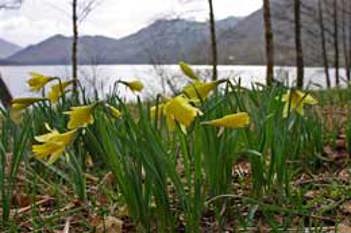 Daffodils at Gowbarrow Park photo by Ben Barden courtesy of the Cumbria Photo Library