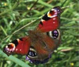 Butterfly photo by Judith Dunford (Orton parish)