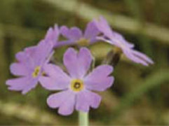 Birdsye Primrose photo by Judith Dunford (Orton parish)
