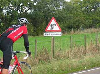 Red Squirrel, photo copyright CycleActive