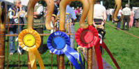 Rosettes at an Agricultural Show