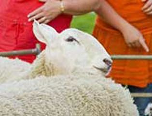 Sheep at Agricultural Show