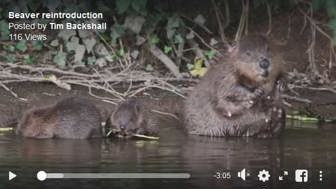 Beavers at Lowther Castle