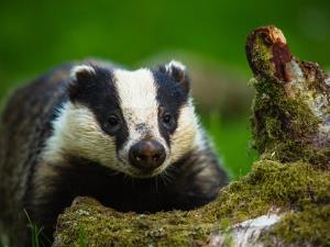 Badger