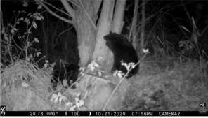 Cumbria Beavers