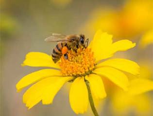 Bee.jpg event.