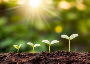 Seedlings
