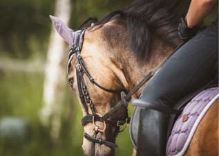 Horse rider