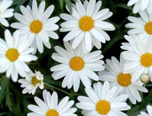 Flowers.jpg event.