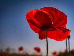 Poppy.jpg event.