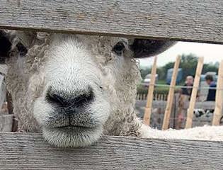 Sheep at Agricultural Show