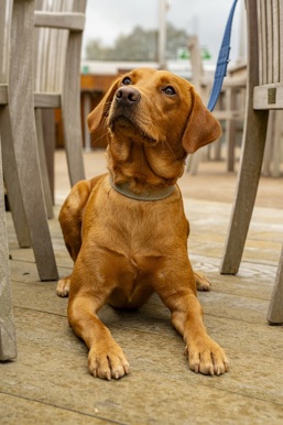 Dog at Ullswater photo courtesy of the Cumbria Photo library