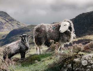 Rhegedherdwick event.