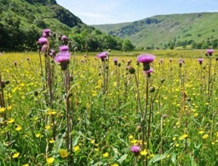 Wildhaweswaternationalmeadows event.