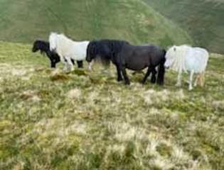 Oldcourthousesamanthasmithashbeckfellponies event.