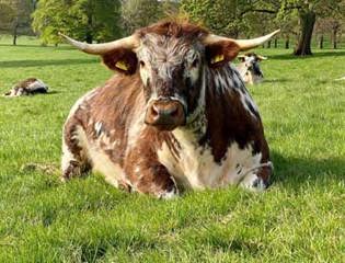 Shapoutdoorfestivallconservationgrazing event.