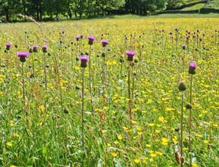 Oldccourthousewildflowermeadow event.