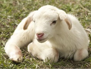 Lamb event.
