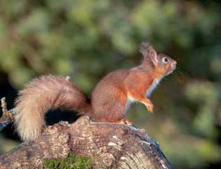 Shapoutdoorfestivalredsquirrelwalk event.